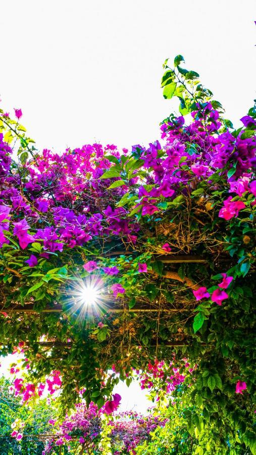 Lemon Garden Lodge Çıralı Luaran gambar