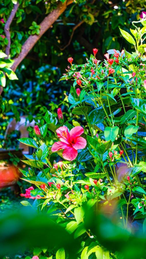 Lemon Garden Lodge Çıralı Luaran gambar